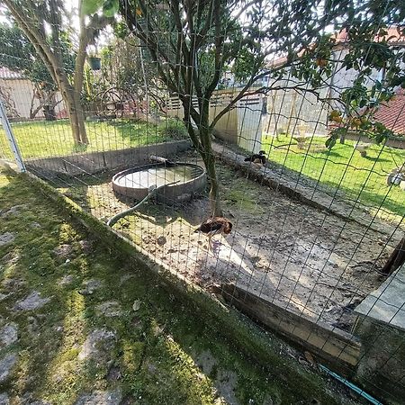 Appartamento Casa de Santa Luzia A Vila Praia de Âncora Esterno foto